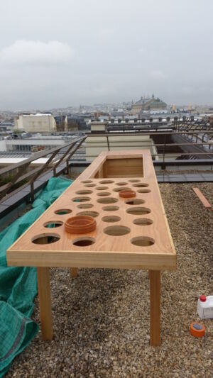 Potager Mandarin 4